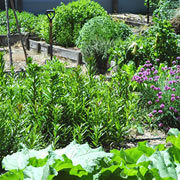 Vegie garden